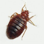 Bed Bugs