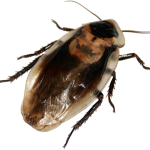 Lance Exterminating Handles Cockroaches